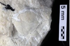 Foto (Detailansicht) von Cracensigillatus acutirostris (Moericke, 1889) (NHMW-GEO-1990-0041-0386)